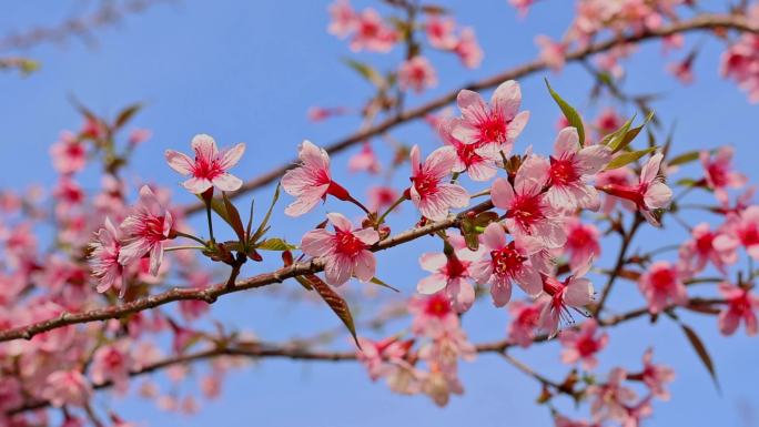 春天绽放的樱花