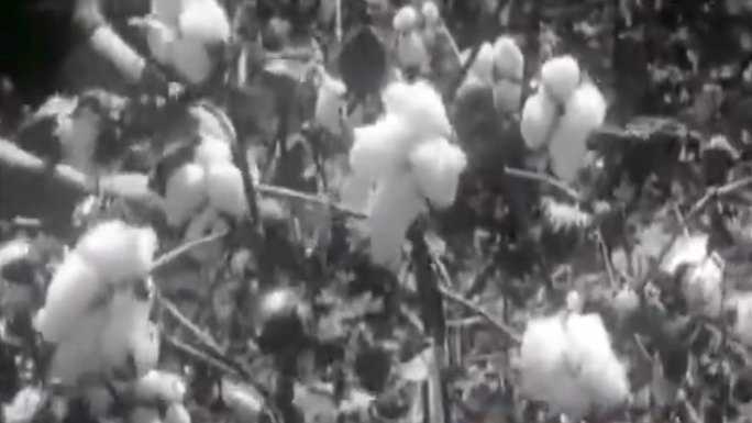 50年代棉花丰收影像