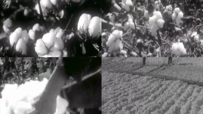 50年代棉花丰收影像