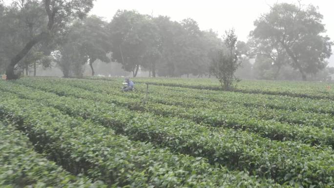 采茶 制茶