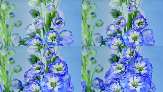蓝紫色花卉大花飞燕草延时摄影