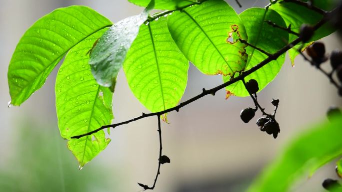 聆听雨声5