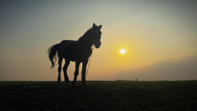 夕阳下的马