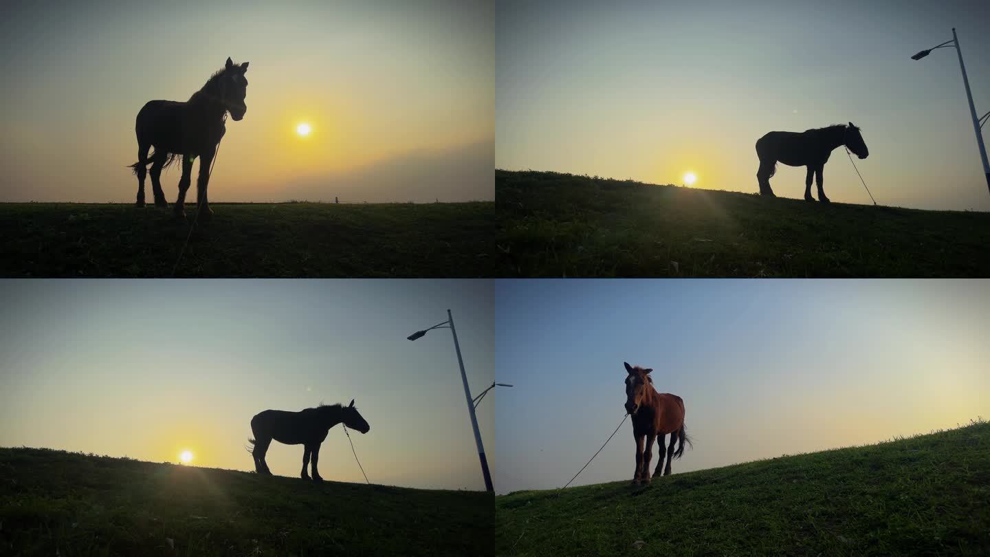 夕阳下的马