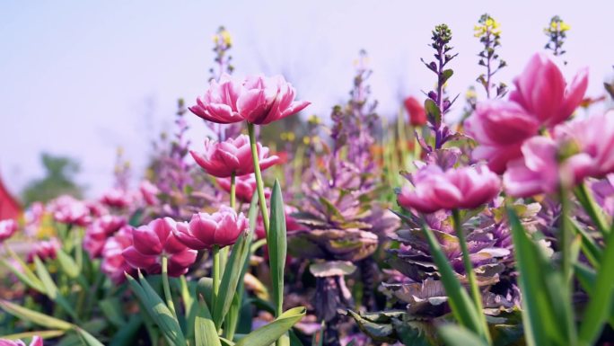 春天植物园花卉鲜花盛开