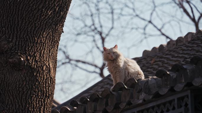 4K正版-北京四合院胡同屋顶小猫流浪猫A