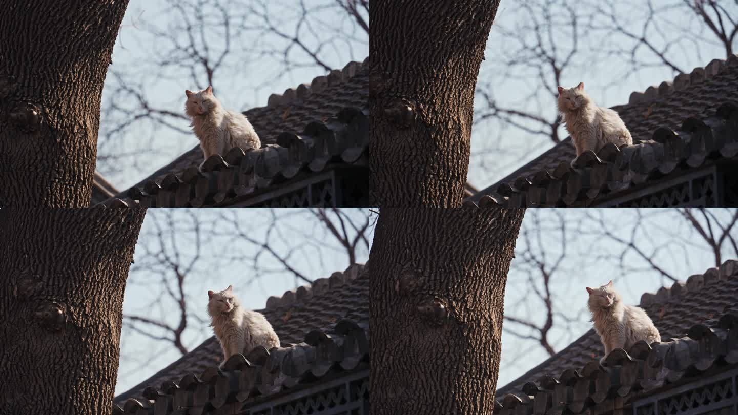 4K正版-北京四合院胡同屋顶小猫流浪猫A