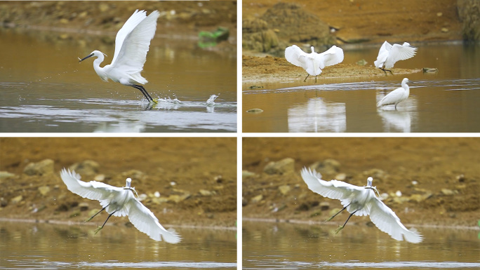 白鹫抓鱼珍稀动物白鹫栖息湿地保护鸟类环境