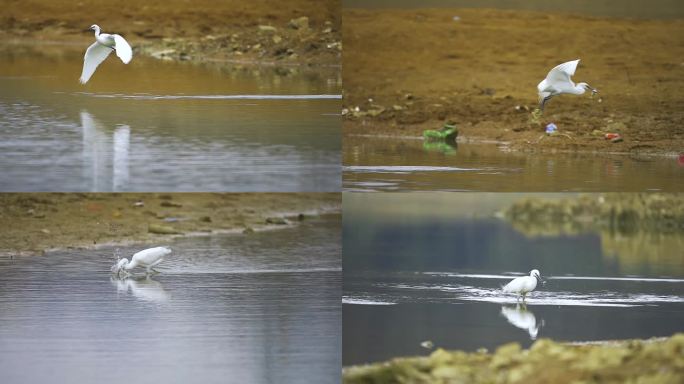 白鹫抓鱼珍稀动物白鹫栖息湿地保护鸟类环境