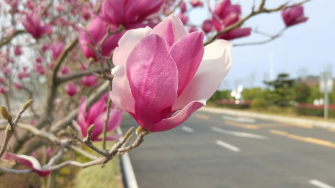 鲜花  花瓣  花蕾  马路