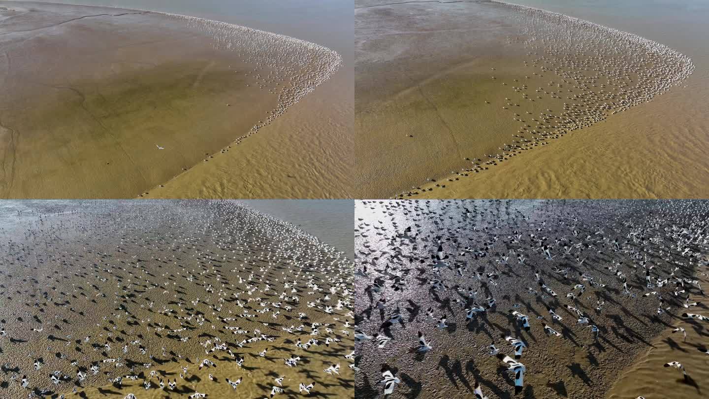 江苏连云港：数万只反嘴鹬湿地越冬场面壮观