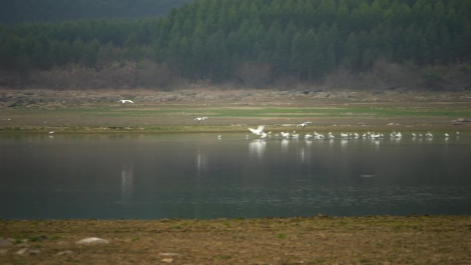 湖泊 湿地 鸟类 栖息