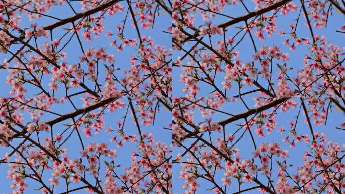 春天盛开的樱花