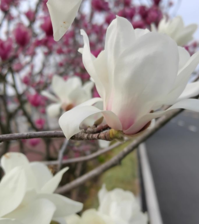 竖屏鲜花  花瓣  花蕾