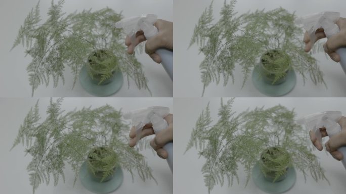 给文竹植物浇水特写升格慢动作