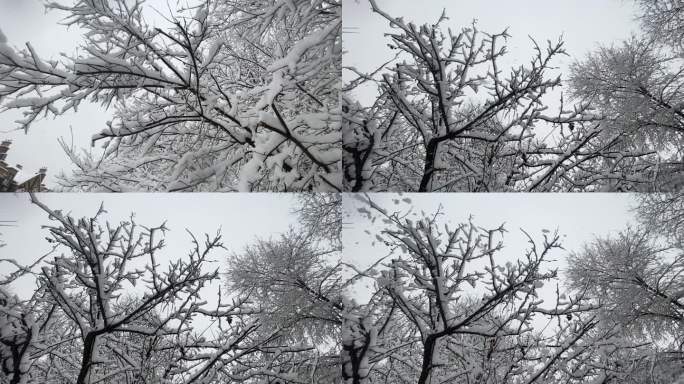 雪花从树上落下慢镜头升格拍摄