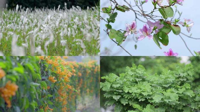 春天的花花花开绿叶阳光树木花朵盛开