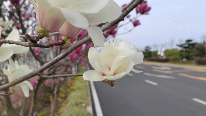 鲜花  花瓣  花蕾  马路