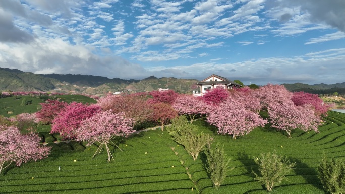 福建龙岩台品樱花茶园航拍