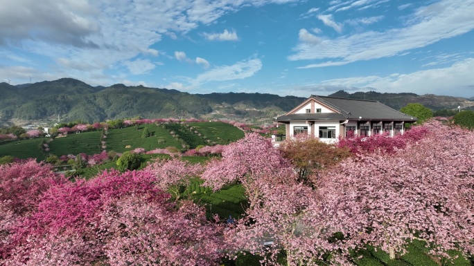 福建龙岩台品樱花茶园航拍