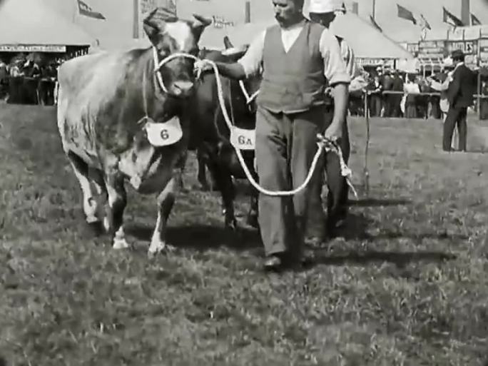 20世纪初 展览会 农业展  绵羊 种牛