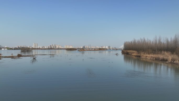 航拍襄阳汉江国家湿地公园候鸟水鸟自然风光