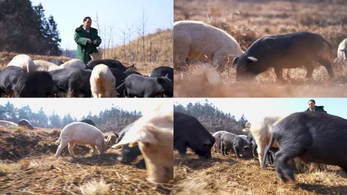 高山野外户外放养山猪土猪投喂猪食空镜4