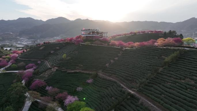 福建龙岩台品樱花茶园航拍