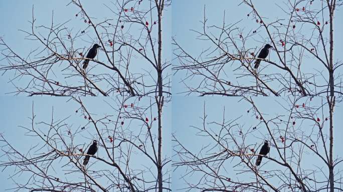 4K正版-北京四合院胡同冬日树上的小鸟