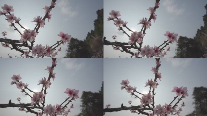 桃花枝仰拍带天空