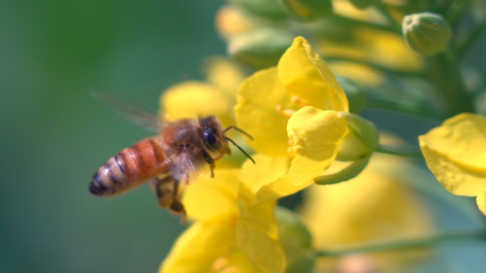 春天盛开的油菜花采蜜的蜜蜂