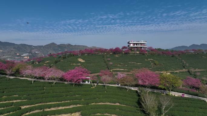 福建龙岩台品樱花茶园航拍