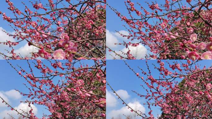成都浣花溪公园红梅盛开