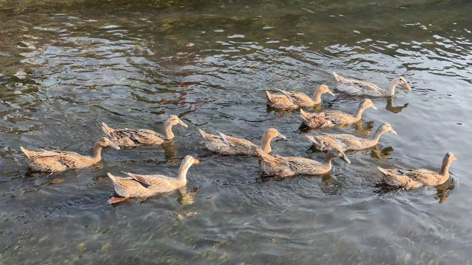 一群鸭子从水中游过