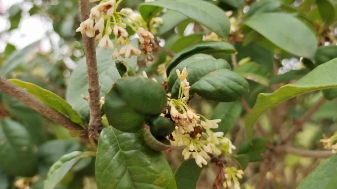 桂花枝 桂花花瓣 桂香八月 桂花遍地开