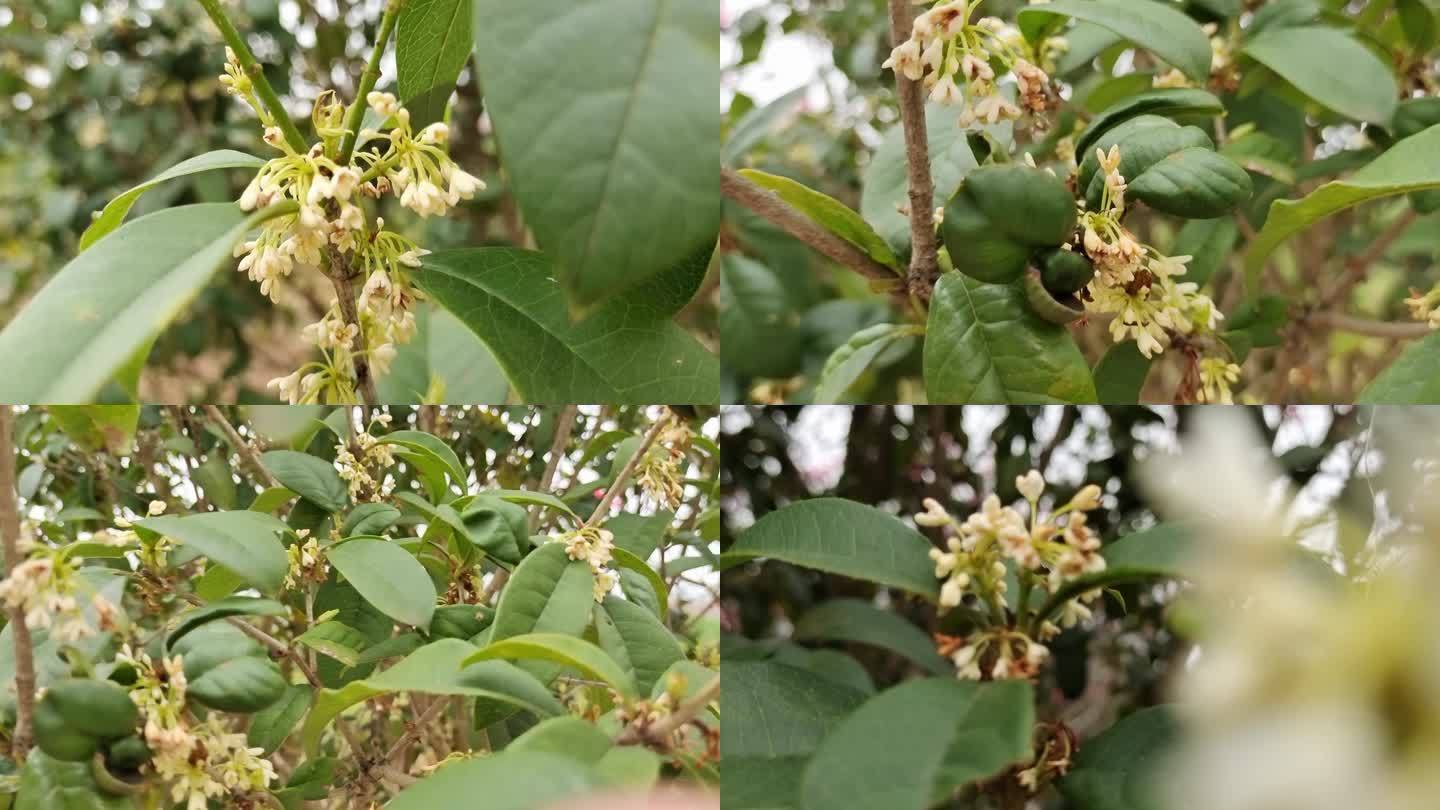 桂花枝 桂花花瓣 桂香八月 桂花遍地开