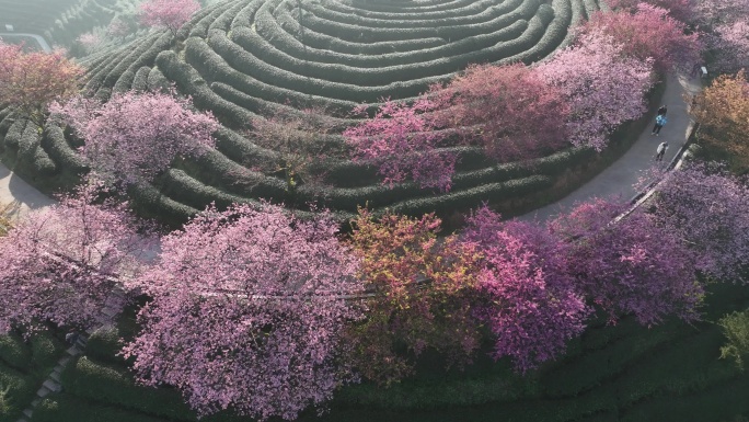 福建龙岩台品樱花茶园航拍