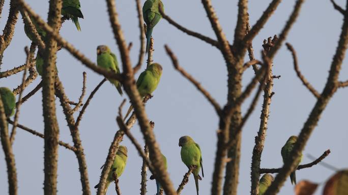 一群野生花头鹦鹉聚集在树上