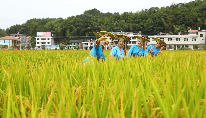 秋收时节袁隆平实验田水稻空镜