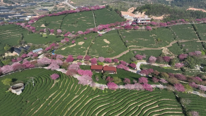 福建龙岩台品樱花茶园航拍