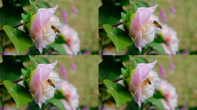 花园蜜蜂飞舞采蜜 山茶花 中华野山蜂