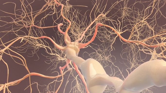 从头部穿入大脑神经元三维动画