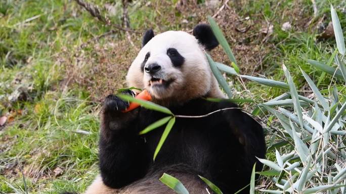 大熊猫吃胡罗卜