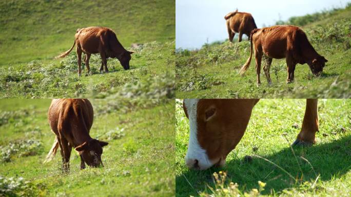 4K草原牧场牛群吃草升格空镜