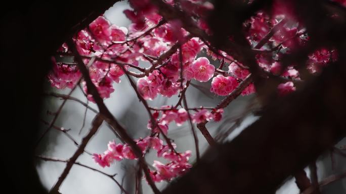 诸暨西施殿梅花