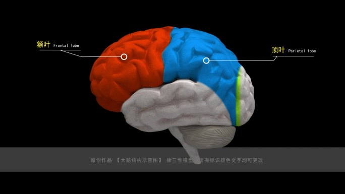 4组大脑结构构造图动画
