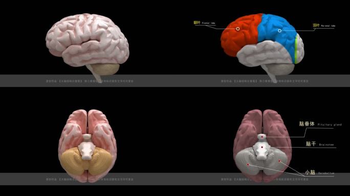 4组大脑结构构造图动画