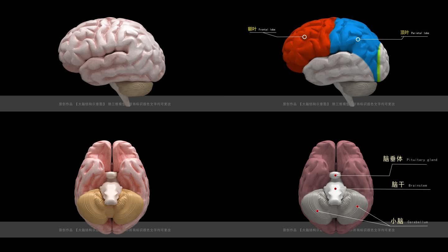 4组大脑结构构造图动画