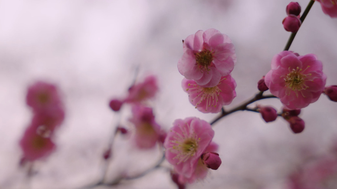 南京梅花山梅花特写梅园赏梅明孝陵南京景点