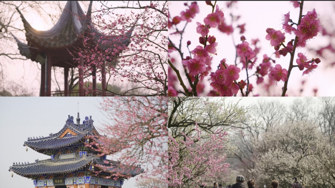 南京梅花山梅花特写梅园赏梅明孝陵南京景点